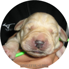 グリーン子犬(マリ)